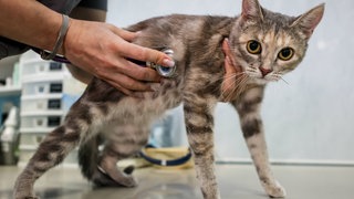 (Symbolbild) Eine Katze bei Untersuchung Tierarzt - in Rastatt soll eine falsche Tierärztin Tiere mangelhaft betreut haben.
