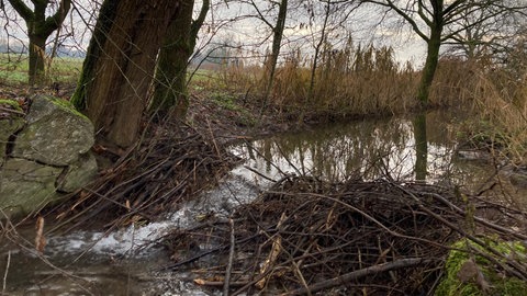 Seit Herbst 2025 lebt ein Biber am Plauelbach bei Achern - und baut dort an einem Damm.