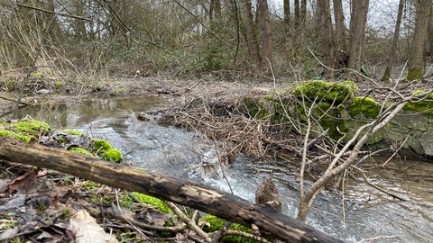Ein Biberdamm am Plauelbach bei Achern 