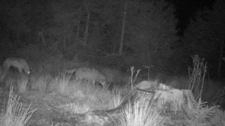 Der erste Beweis: hier tappen zwei Wölfe, ein Rüde und eine Fähe, gemeinsam in eine Fotofalle.