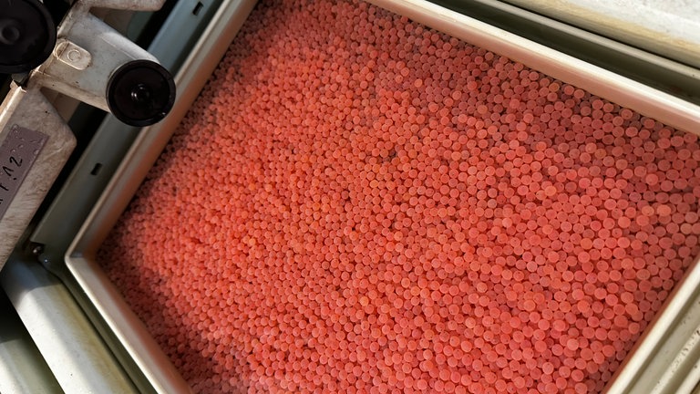 Fischlaich in einem Becken zur Wiederansiedlung des Lachses in der Murg