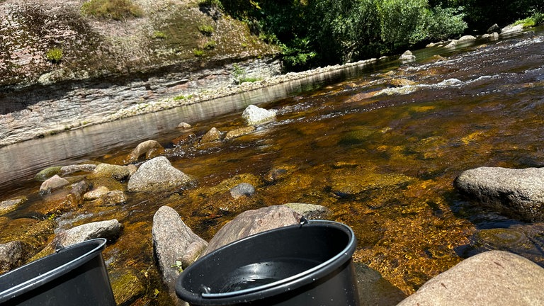 Schwarze Eimer stehen vor der Murg. In dem Fluss wurden Lachse ausgewildert.