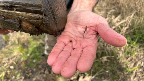 Eine Libellenlarve aus der Murg auf der Hand von Werner Dautner vom Angelsportverein Rastatt.