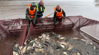 Stausee der Schwarzenbachtalsperre Forbach wird leergefisch, damit das Wasser für Arbeiten an der Staumauer abgelassen werden kann.