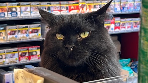 Kater Aslan fühlt sich in einer Tankstelle in Durmersheim wie zu Hause.