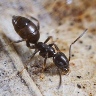 Karlsruhe ameisen