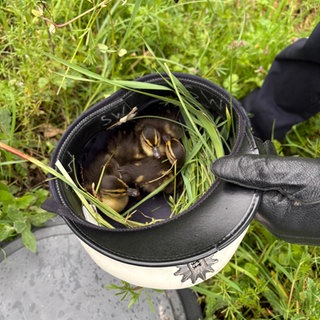 Entenküken sitzen in umgedrehter Polizeimütze