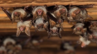 (Symbolbild) Eine sogenannte "Wochenstube" des Großen Mausohrs. Die geschützte Fledermausart hat sich im Schloss Gondelsheim eingenistet und sorgt für Streit.