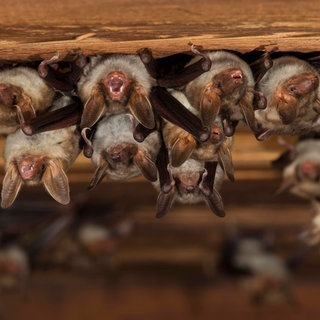 (Symbolbild) Eine sogenannte "Wochenstube" des Großen Mausohrs. Die geschützte Fledermausart hat sich im Schloss Gondelsheim eingenistet und sorgt für Streit.