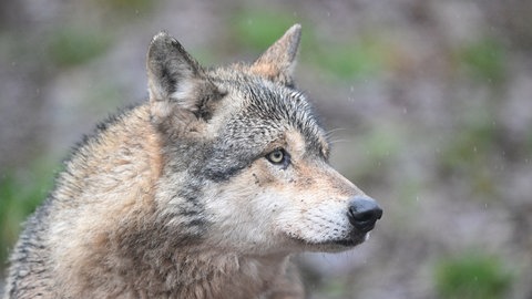 Ein neuer Wolf im Nordschwarzwald