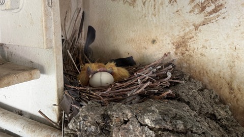 Ein Nest mit einem einem ausgetauschten Ei.