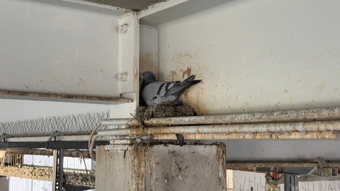 Eine Taube brütet in einem Parkhaus in Gaggenau.