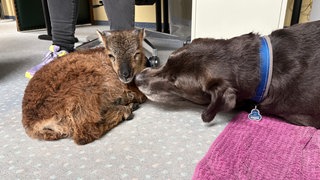 Lamm "Henry" und Hundefreundin Malu liegen gemeinsam im Büro von Sabine Zenker, der Bürgermeisterin von Enzklösterle.