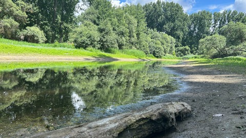Seit 50 Jahren kämpt die KABS gegen die Stechmücken. Vorher suchten Massen an Schnaken die Bevölkerung am Rhein bei Karlsruhe heim.