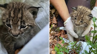 Ein Luchs-Baby, das im Schwarzwald geboren wurde. Es ist der erste Nachwuchs in freier Wildbahn in BW nach über 200 Jahren.