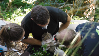 Das Luchs-Baby im Nordschwarzwald wird gerade untersucht.