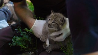 Das erste Luchs-Baby wird im Schwarzwald untersucht (Archivfoto). Jetzt ist ein zweites geboren worden.