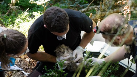 Das erste Luchs-Baby wird im Schwarzwald untersucht (Archivfoto). Jetzt ist ein zweites geboren worden.