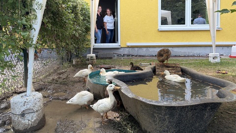 Seit dem 15. Juni lebt eine Entenmutter mit ihren acht Küken bei der Firma Möhrle Energy in Durmersheim im Landkreis Rastatt.