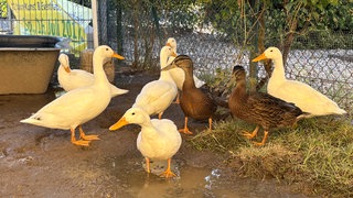 Die Entenfamilie in ihrem alten Zuhause in Durmersheim
