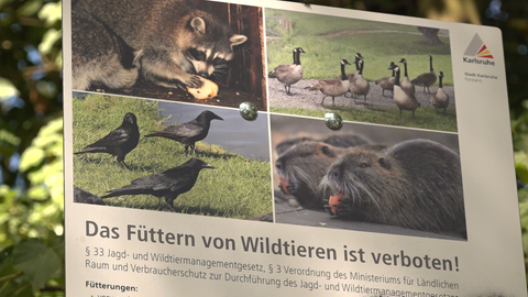 Schild in den Karlsruher Rheinauen zum Fütterungsverbot von Wildtieren