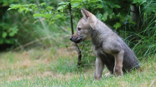 (Symbolbild) Im Nordschwarzwald gibt es nach Angaben der Forstlichen Versuchs- und Forschungsanstalt Baden-Württemberg Wolfsnachwuchs.