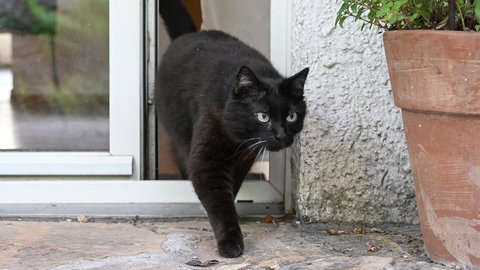 Katze verlässt die Wohnung