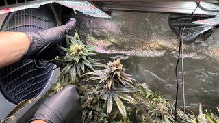 Cannabis Social Club in Mannheim