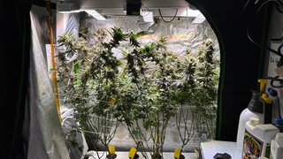 Cannabis Social Club in Mannheim