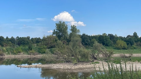 Renaturierte Insel auf dem Neckar