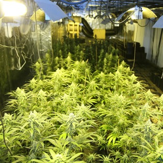 Eine illegale Cannabis-Plantage (Symbolbild). 