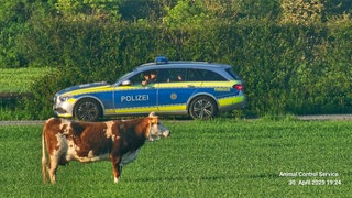 Eine Kuh auf einer Wiese