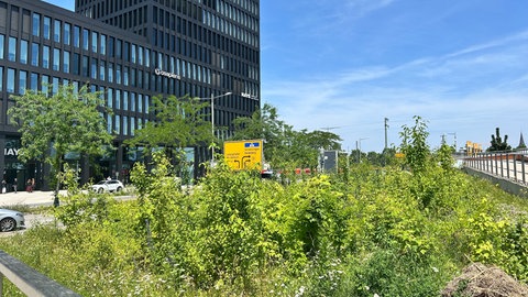 Mikrowald in Mannheim blüht