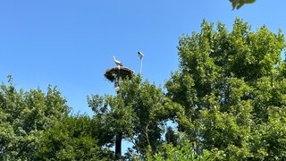 Weit über den Garten hin sichtbar: Das selbstgebaute Strochennest mit Nestkamera von Horst Blass in Mannheim-Wallstadt.