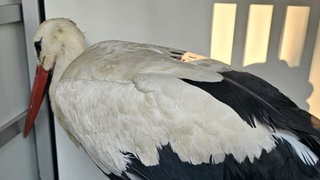 Ein geretter Storch bei der Tierrettung. 