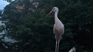 Storch steht auf einem Ast