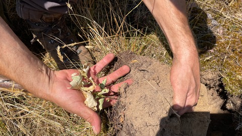 Tröpfchenbewässerung im Wald