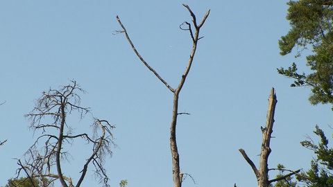 kranke Bäume im Hartwald