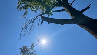 Tröpfchenbewässerung im Wald