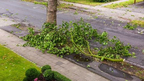 Grünast liegt auf einer Straße