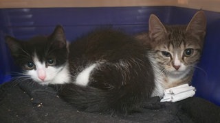 Zwei Katzenbabys auf einer Decke