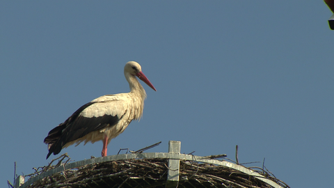 Ein Storch steht in dem Nest in der Storchenstraße in Mannheim-Wallstadt.