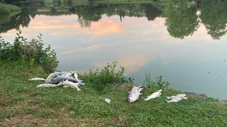 In einem See beim Freilandmuseum Gottersdorf in Walldürn (Neckar-Odenwald-Kreis) haben die Behörden ein massives Fischsterben festgestellt.