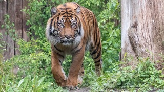 Sumatratiger Tebo gestorben