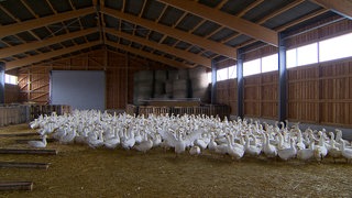 Gänse auf dem Maybachhof