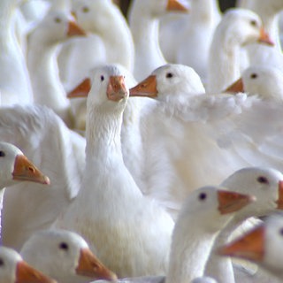 Gänse auf dem Maybachhof