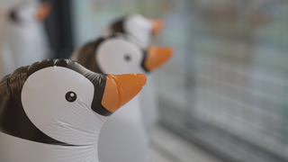 Pinguine als Luftballons Köpfe groß