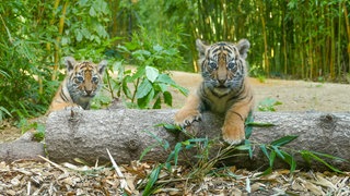 Nachwuchs bei den Sumatra-Tigern: Auf dem Foto ist das Geschwisterpaar des vergangenen Wurfs aus dem Jahr 2023 zu sehen.
