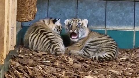 Der Tigerbaby-Nachwuchs im Heidelberger Zoo kuschelt sich zusammen