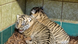 Der Tigerbaby-Nachwuchs im Heidelberger Zoo kuschelt sich zusammen